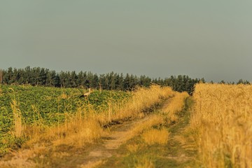 Дорога вдоль поля