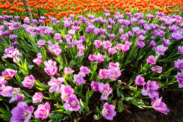 Fototapeta premium Blooming tulip plants in a large field.