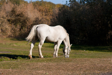 Obraz premium beautiful white horse grazing in the meadow