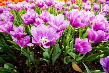 Blooming tulip plants in a large field.