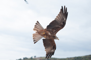 vuelo