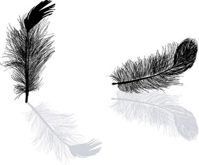 Obraz premium two black feathers with reflection on white