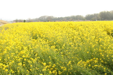 菜の花畑