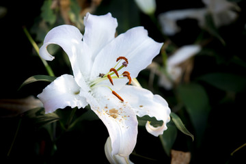 Beautiful white lilies flowers.