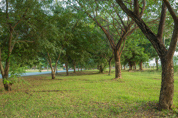 grass way with Samanea saman, Big rain tree