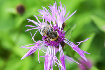 Bumble-bee on a pink flower