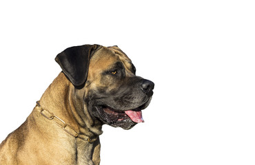 Obraz premium Big Dog Boerboel