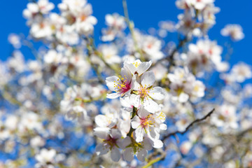 Blossoming almond tree in full bloom, Quinta de los Molinos park, Madrid (Spain) 