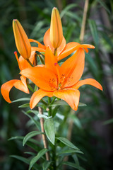 Beautiful orange lilies flowers.