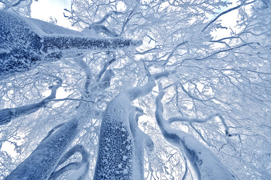 Fototapeta Wintertraum