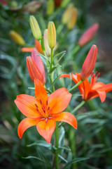 Fototapeta premium Beautiful orange lilies flowers.