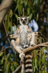 Ring-tailed lemur sitting on a tree. Madagascar. An excellent illustration.