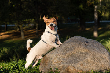 Dog with funny face expression.  Jack Russell Terrier walking at park