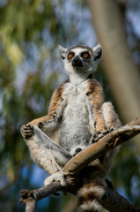 Ring-tailed lemur sitting on a tree. Madagascar. An excellent illustration.