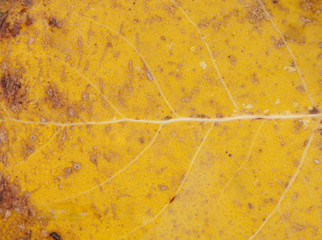 Close golden leaves in autumn