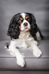 cavalier spaniel