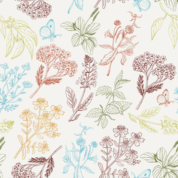 Vector seamless pattern with herbs