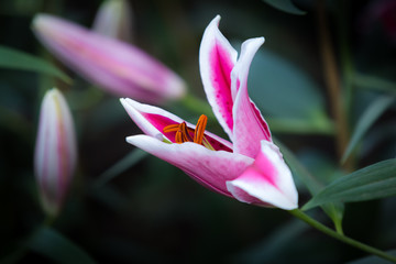 Beautiful pink lilies flowers.