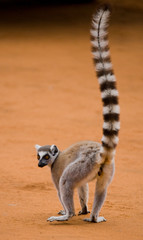 Ring-tailed lemur on the ground. Madagascar. An excellent illustration. © gudkovandrey