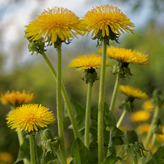 Dandelion flowers in the rays of the sunset