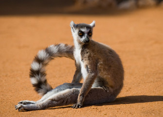 Ring-tailed lemur on the ground. Madagascar. An excellent illustration. © gudkovandrey