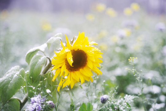 Sonnenblume im Schnee