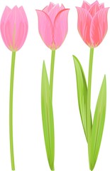 set of pink tulips