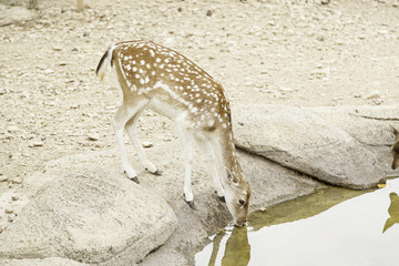Deer drinking
