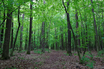 Green deciduous forest after the rain