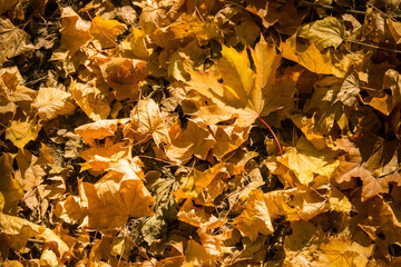 Autumn Leaves on the Ground