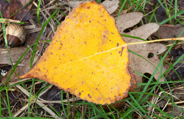 Close golden leaves in autumn