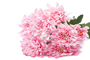 Bouquet of pink flowers on white background.