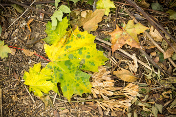 Autumn Leaves on the Ground