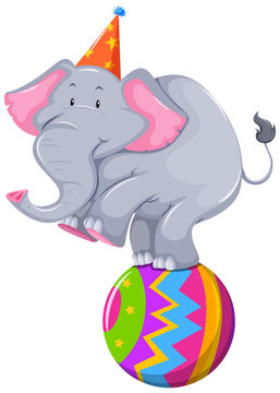 Happy elephant balancing on ball