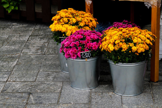 Orange and pink chrysanthemums in an iron buckets