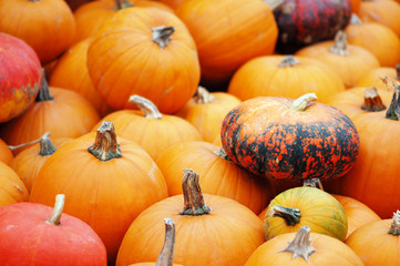 group of colorful mini pumpkins