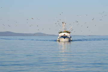 Seagull Flock Flying Around A Fishing Boat