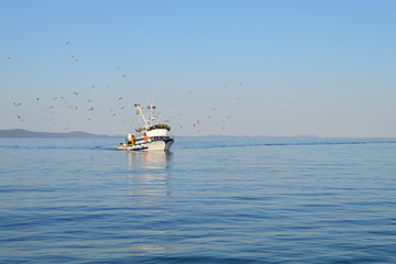 Fishing Boat Followed By Seagull Flock