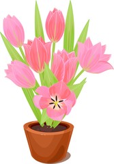 Tulips In Pot