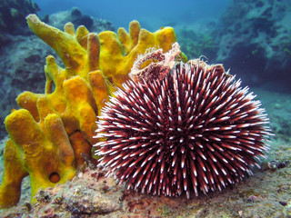 Naklejka na ściany i meble Underwater photo of Purple Sea Urchin.