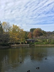 Fototapeta na wymiar Autumn at public park in Japan