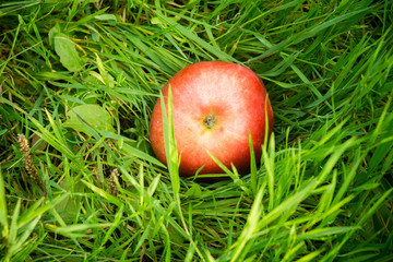 Red Apple on Green Grass