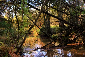 Selbstklebende Fototapeten natuur herfst © wendyhilven