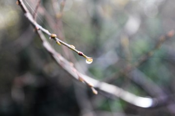 tak, druppel, water, boom, natuur
