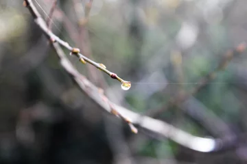 Wandaufkleber Ast, Tröpfchen, Wasser, Baum, Natur © wendyhilven