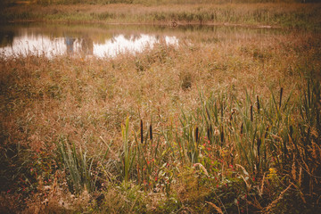 Reeds near a Pond