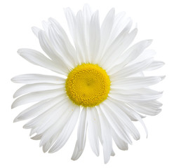Close-up view of white daisy on white