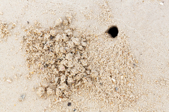 Big ghost crab hole on the beach