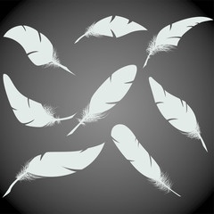 feathers1