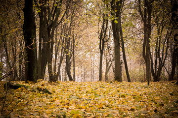 Trees in Autumn Park Retro